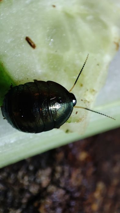Смарагдові таргани Pseudoglomeris magnifica
