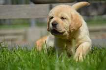 Labrador Retriever cudna dziewczynka- szczenię