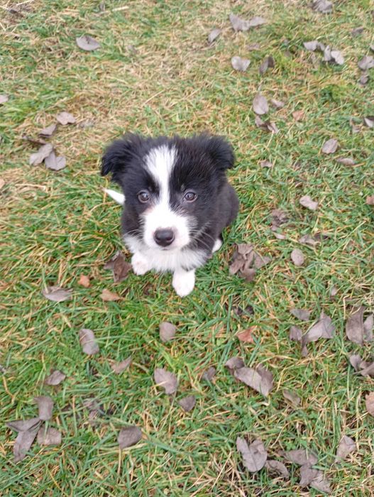 Border Collie śliczny szczeniaczek