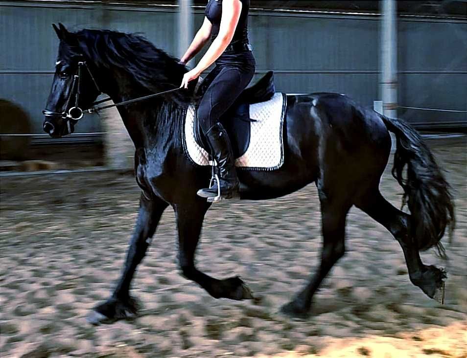 Venom ogier 170cm 3,5 kon fryz fryzyjski glowna ksiega stadna siodlo