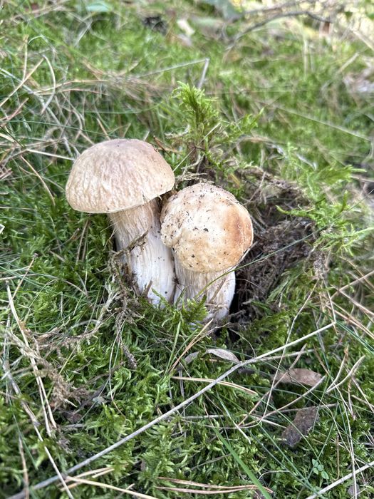 Prawdziwek biały kapelusze 2025 szuszone