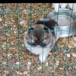 Lulu da Pomerânia c/LOP Spitz alemão anão