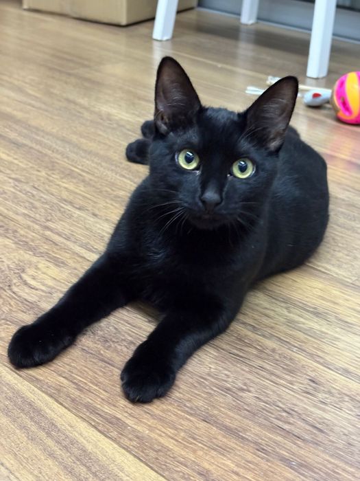 COSMOS - gatinho para adoçao responsavel