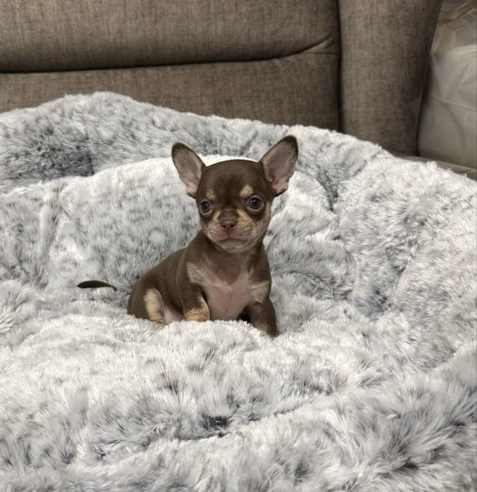 Chihuahua mini sunia czekoladowa Megi
