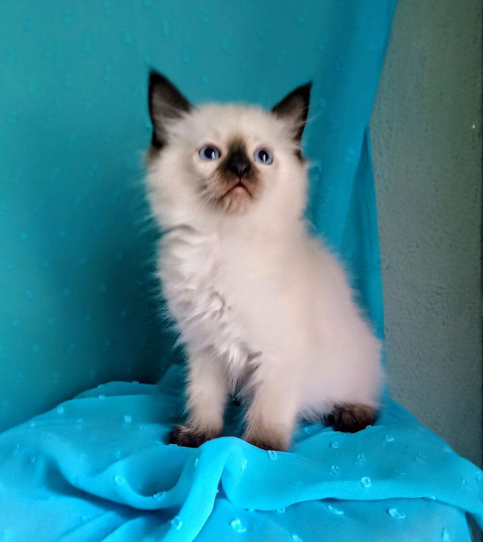 Kocięta Ragdoll gotowe do odbioru