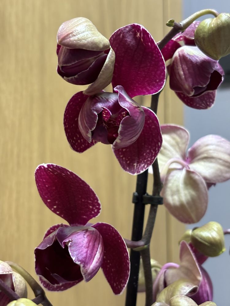 Орхідея Кімоно пелор (обмін можливий)