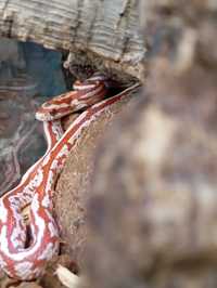 Wąż zbożowy ultramel tessera