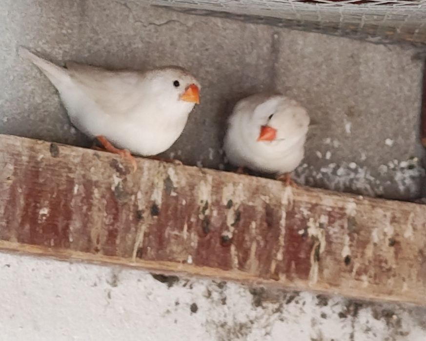 Zeberka zeberki samce samice