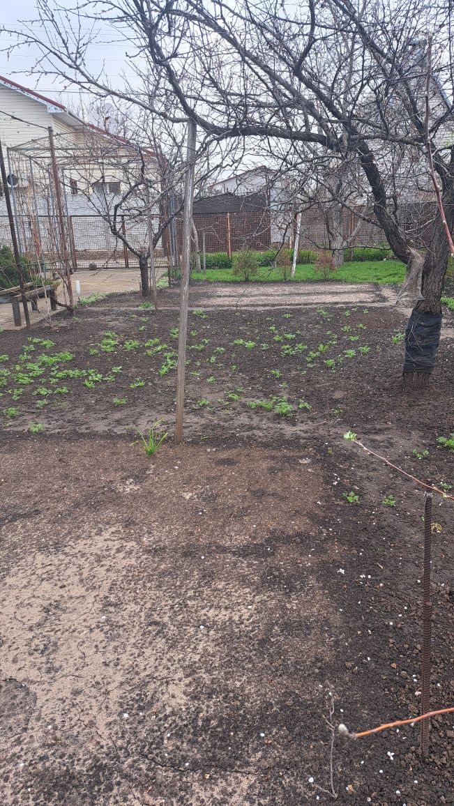 Продам дачу в місті,Березанівка.