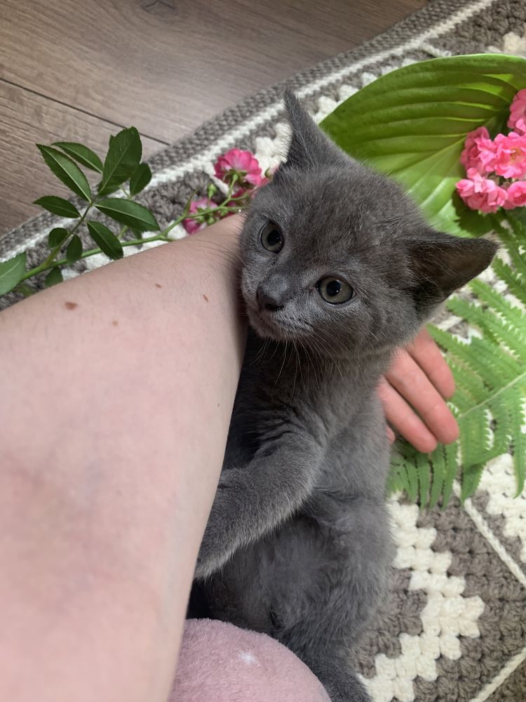 Продаються Британські кошенята