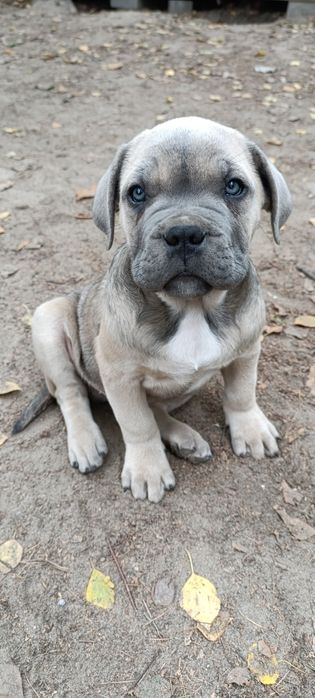 Szczenię Cane Corso szczeniak pies