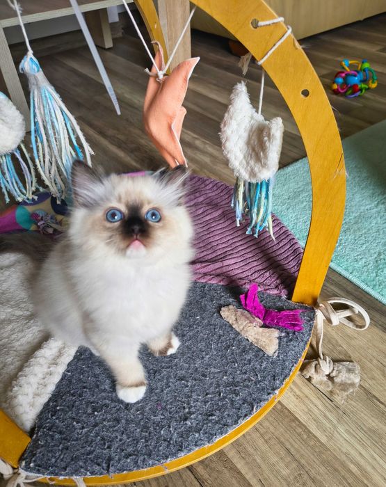 Cudowna koteczka Ragdoll