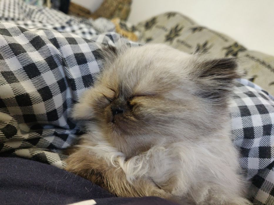 Персидский кот, хлопчик