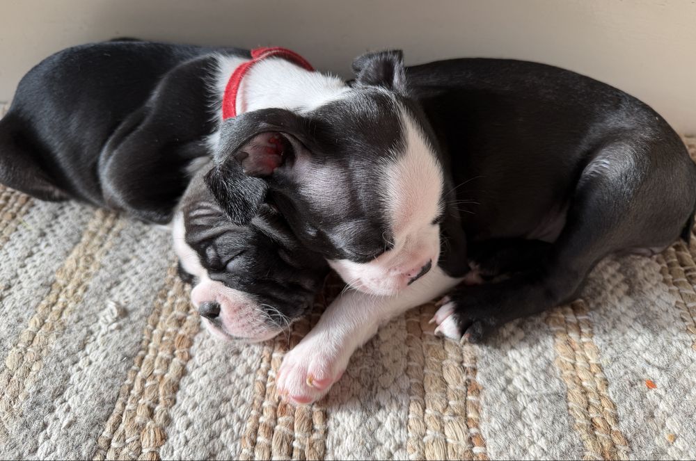 Boston terrier Szczenię