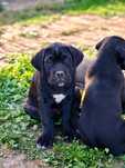 Szczeniak cane corso suczka