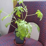 Anginka geranium cytrynka