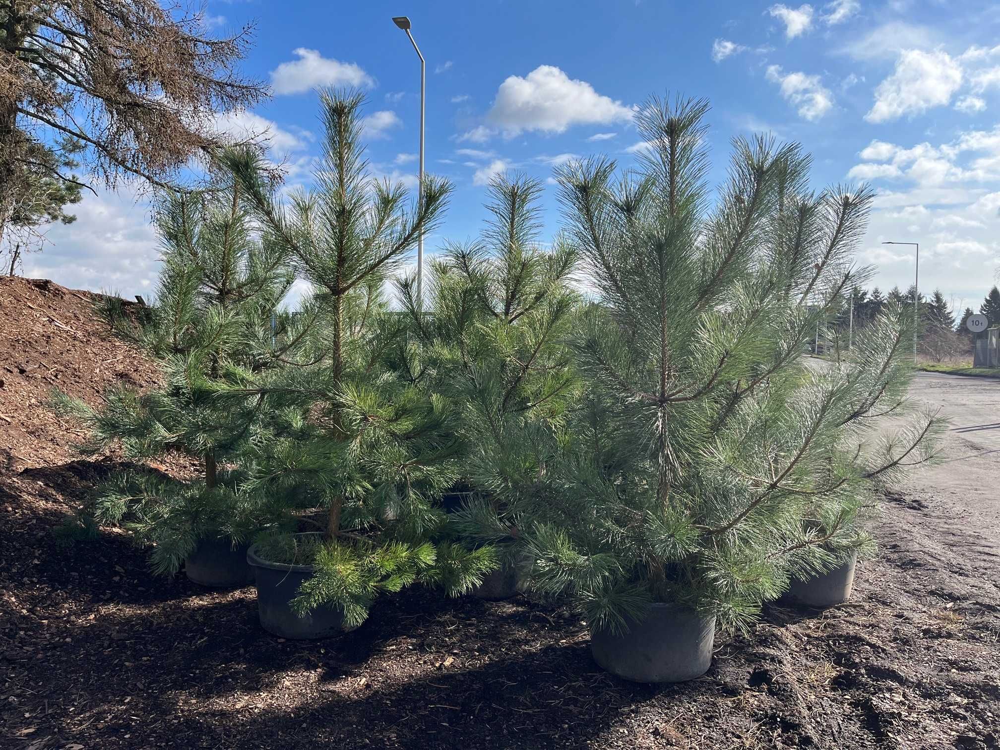 Sosna Czarna 'PINUS NIGRA' DUŻE OKAZY Donica 65l