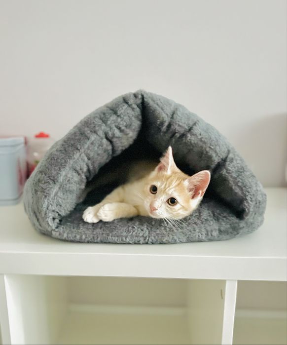 Золотисте кошеня-хлопчик, в хороші руки