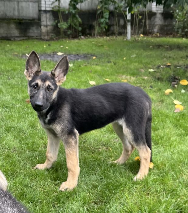 Цуценята Східно-Європейської вівчарки ВЕО щенки