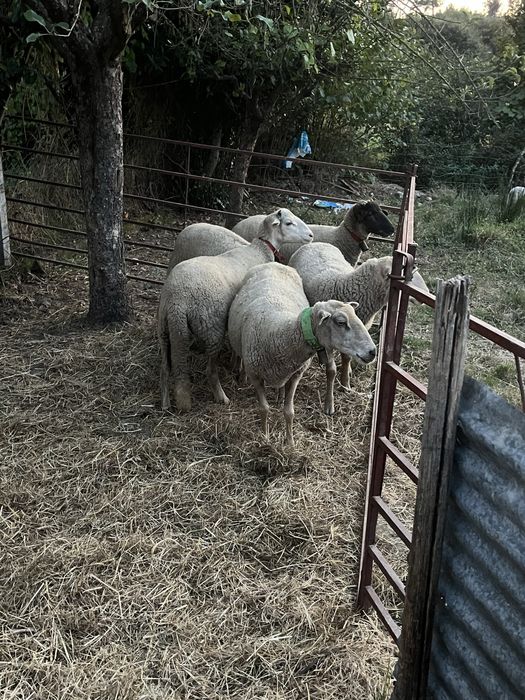 3 borregas para venda