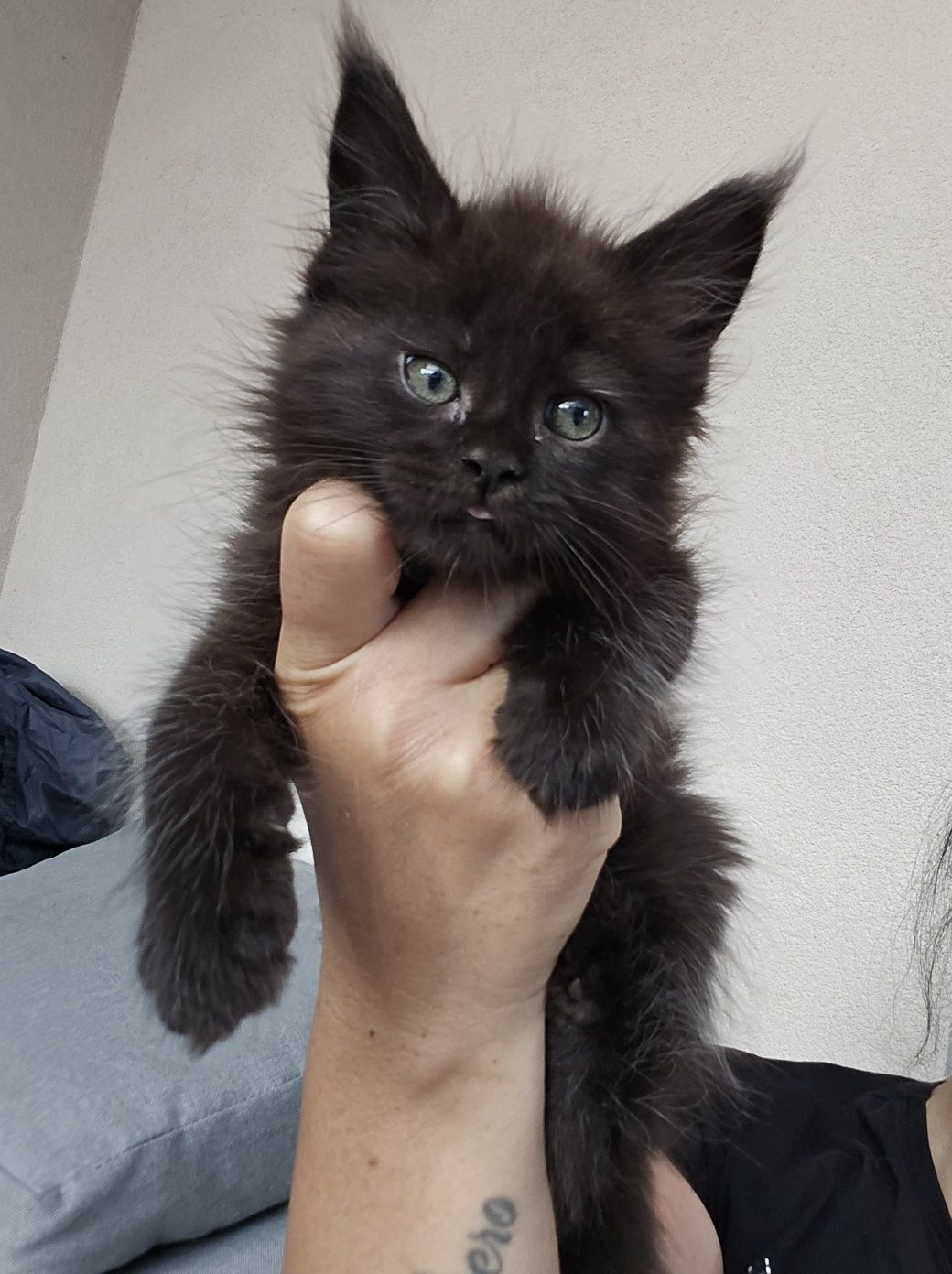 Mainecoon Kocurek czarny ze srebrem Felis Polonia