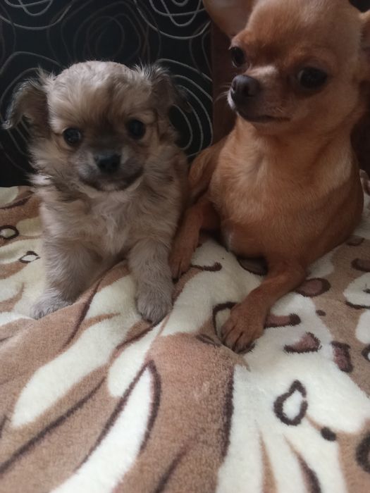 Długowłosy piesek chihuahua