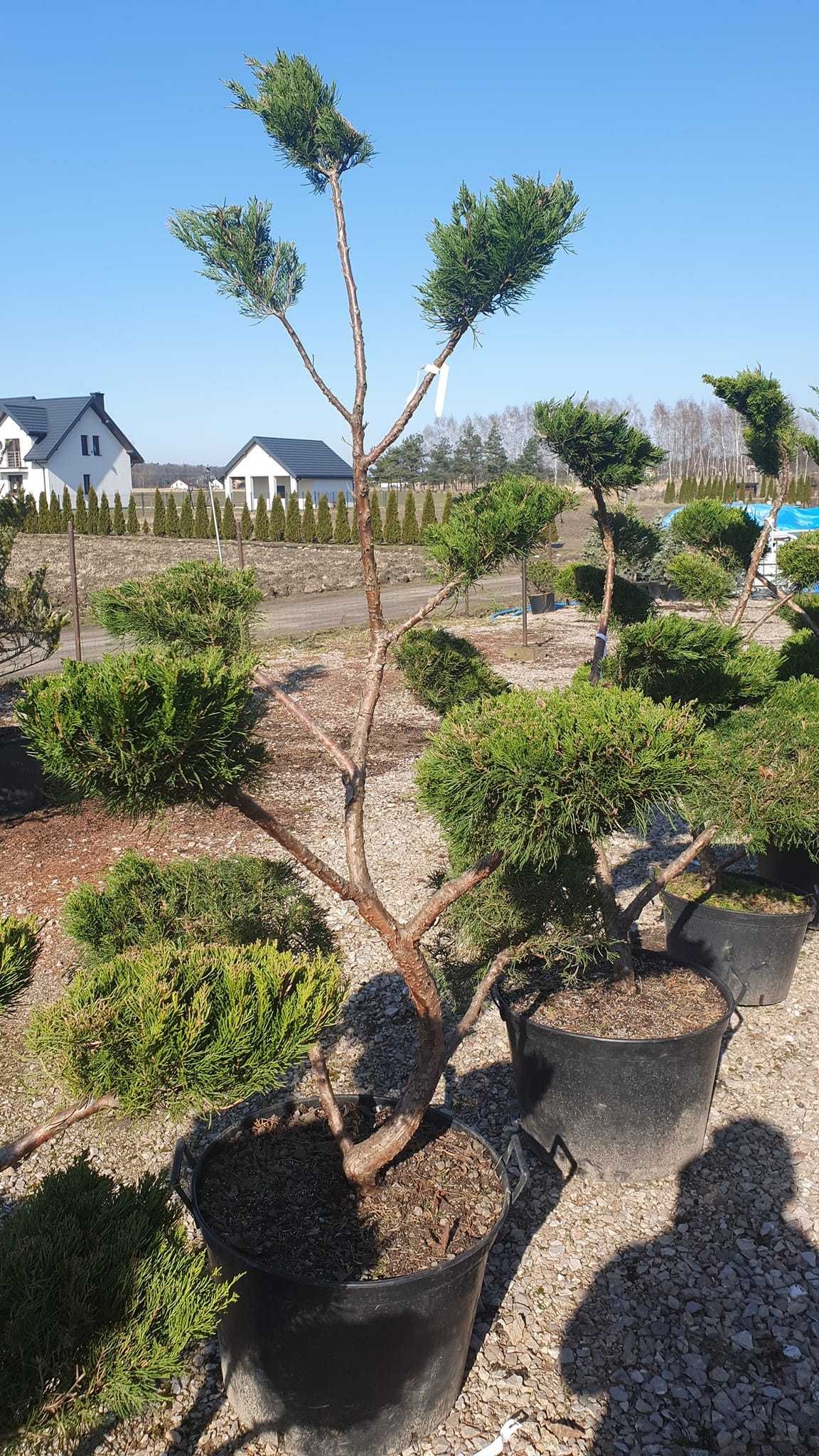 Drzewko bonsai jałowiec Mint Julep