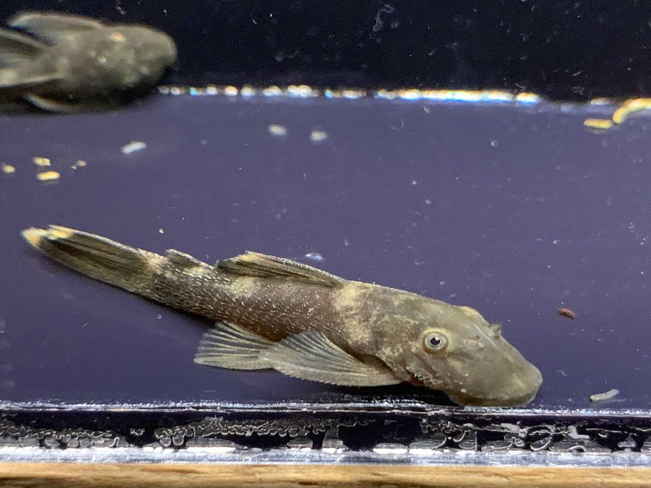 Ancistrus green dragon