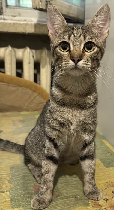 Котенок девочка в хорошие руки