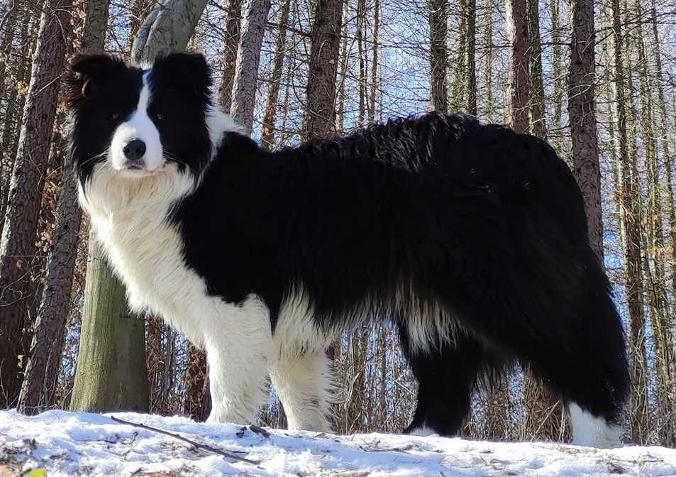 Samiec BORDER COLLIE z Hodowli - Rasowy z pełną dok.