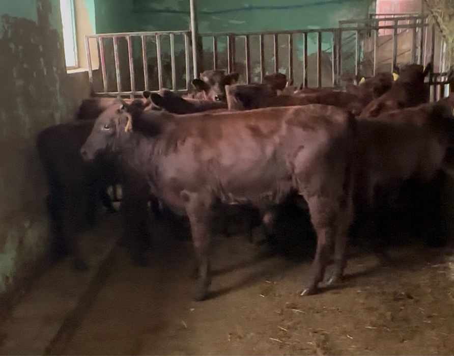 Cielaki 160kg Czerwone Polskie