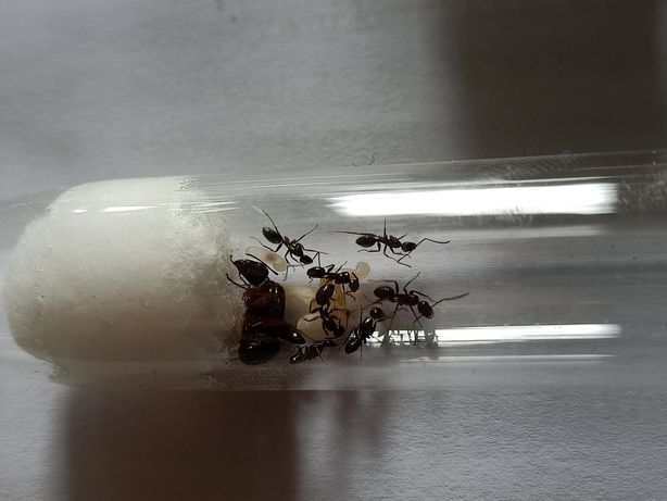 Wymienię kolonię mrówek Camponotus aethiops