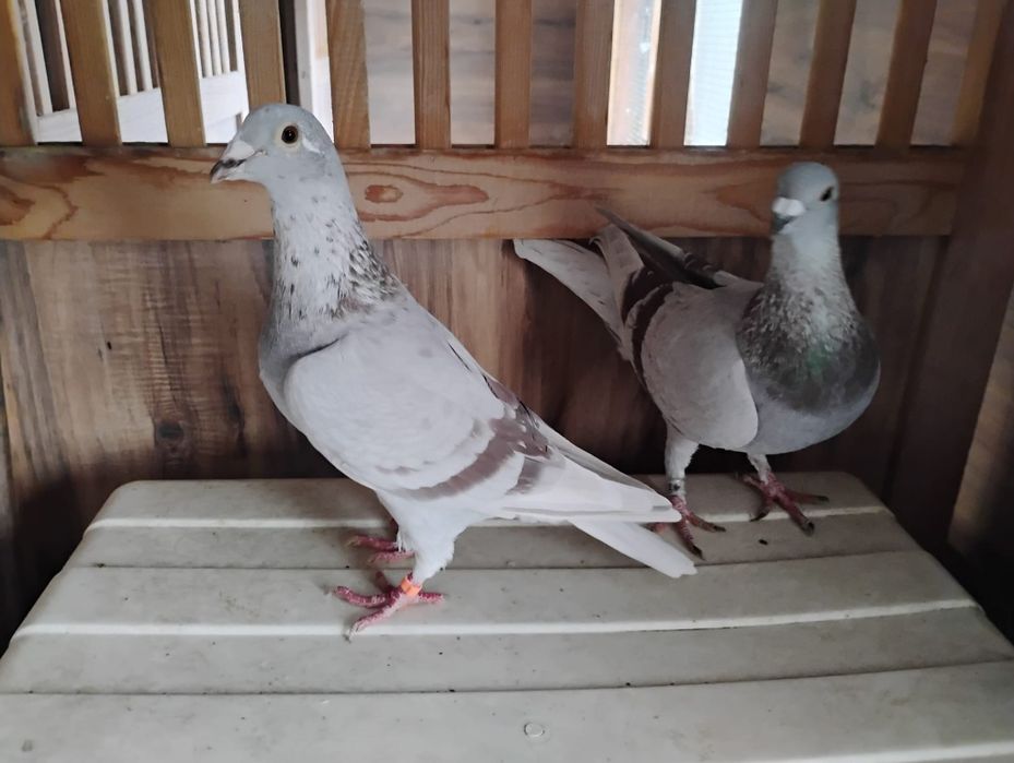 Gołębie pocztowe lotniki pary rozpłodowe