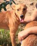 Flin- cão jovem de porte médio para adoção