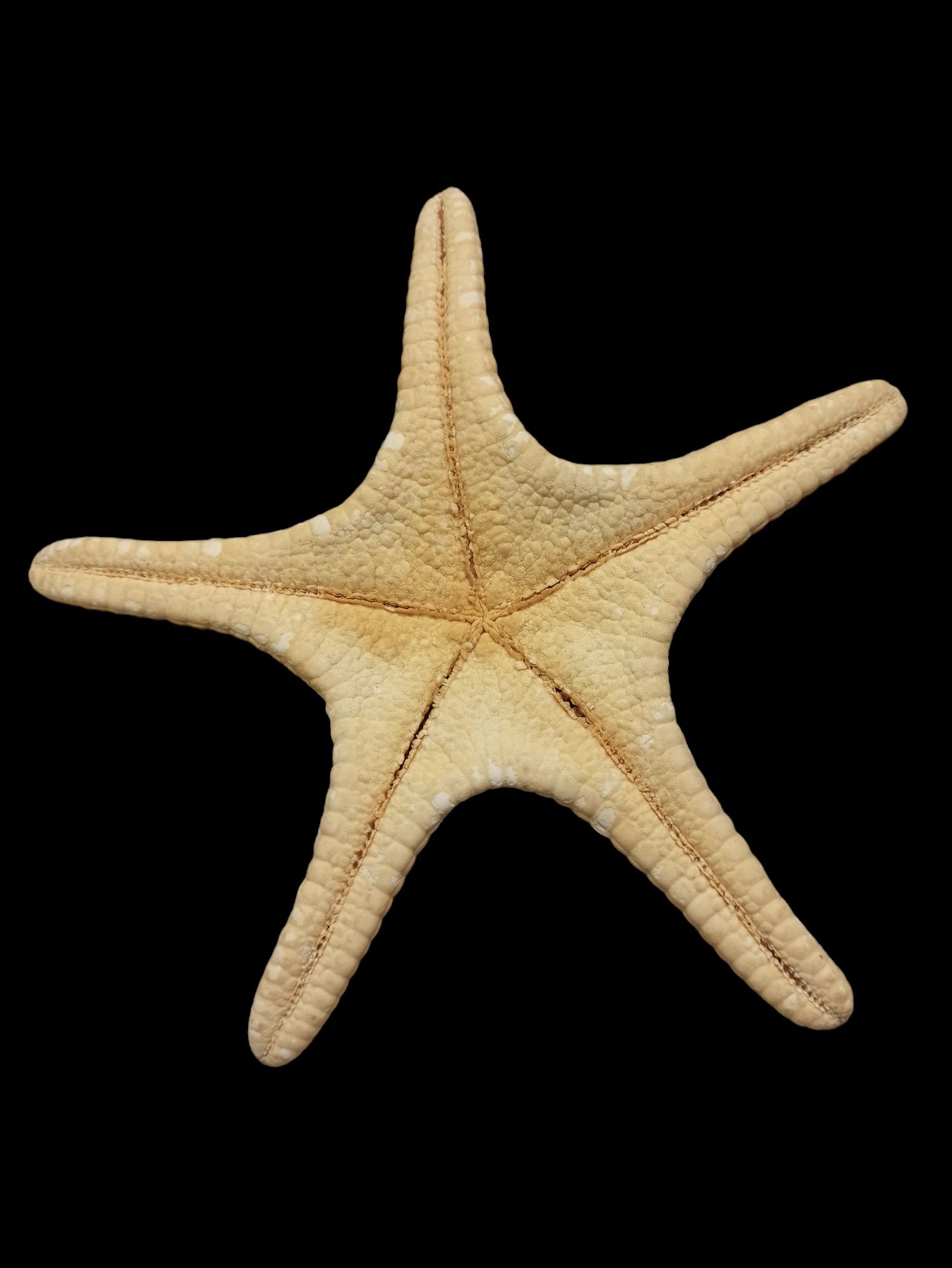 Морська зірка велика натуральна, декор