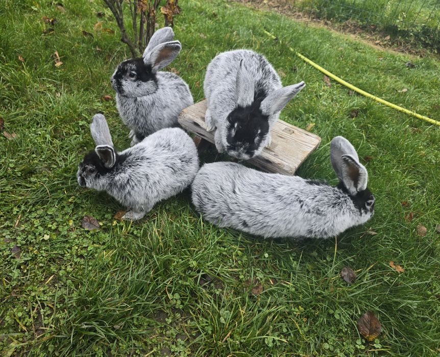 Sprzedam króliki Wielki jasnosrebrzysty WJS