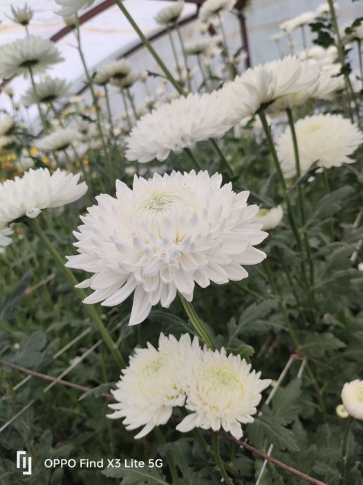 Crisântemo várias qualidades