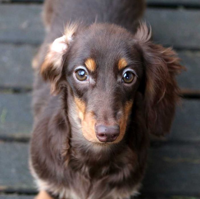 Jamnik Króliczy Długowłosy - CZEKOLADOWY gotowy do zmiany domku - ZKwP