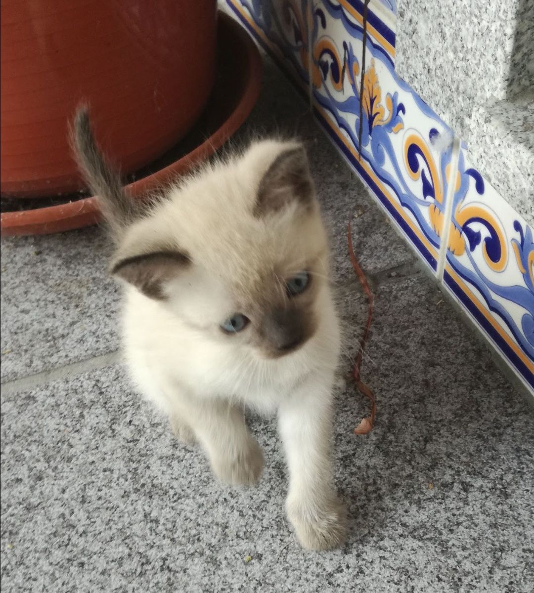 Gatinhos para dar - Viseu