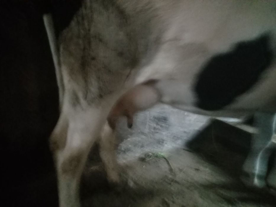 Продам добру корову