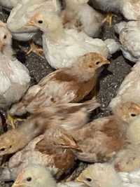 Продам подрощенного цыпленка Ломан Браун, Ломан Ник