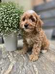 Cockapoo / chłopczyk / Cocker spaniel
