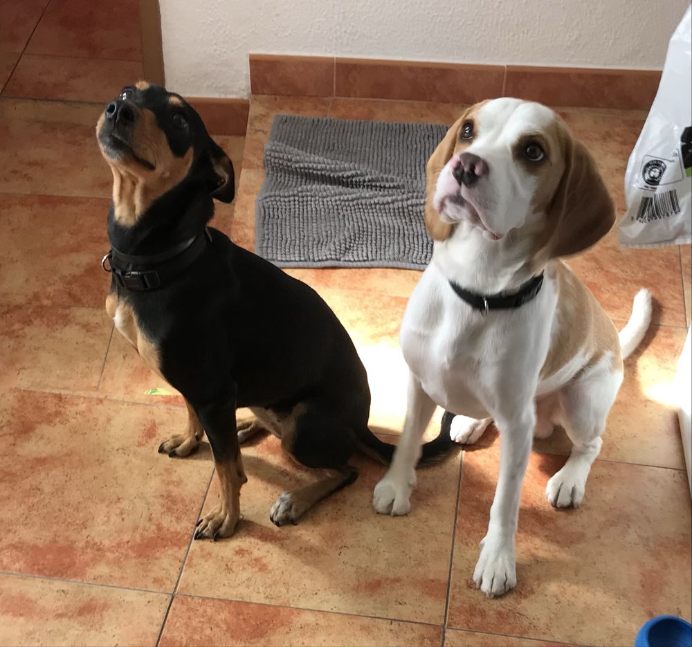 Pet sitting, todo tipo de animais