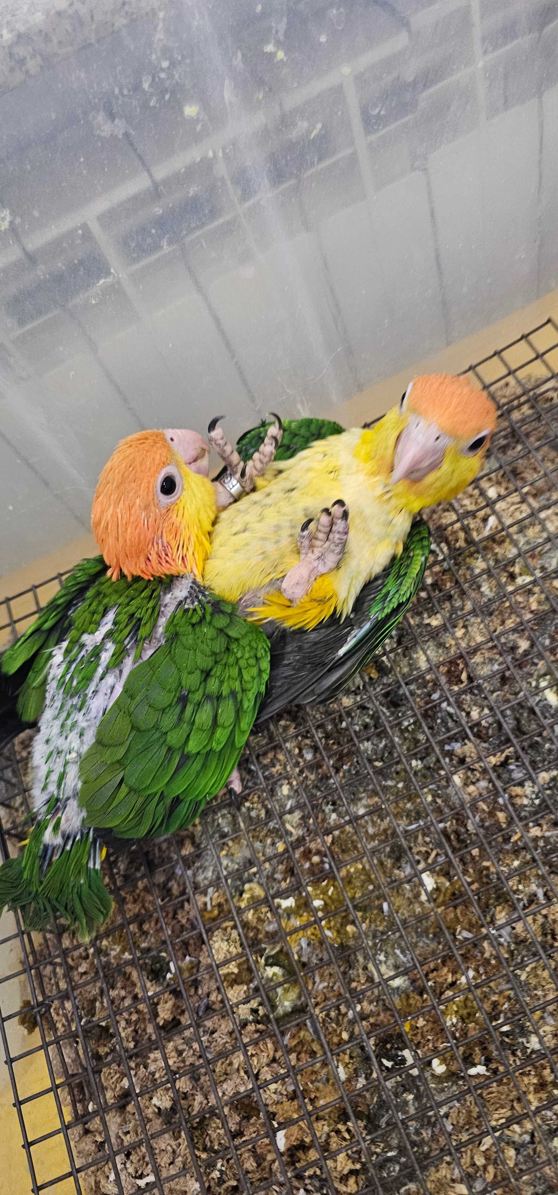Marianinhas de cabeça amarela