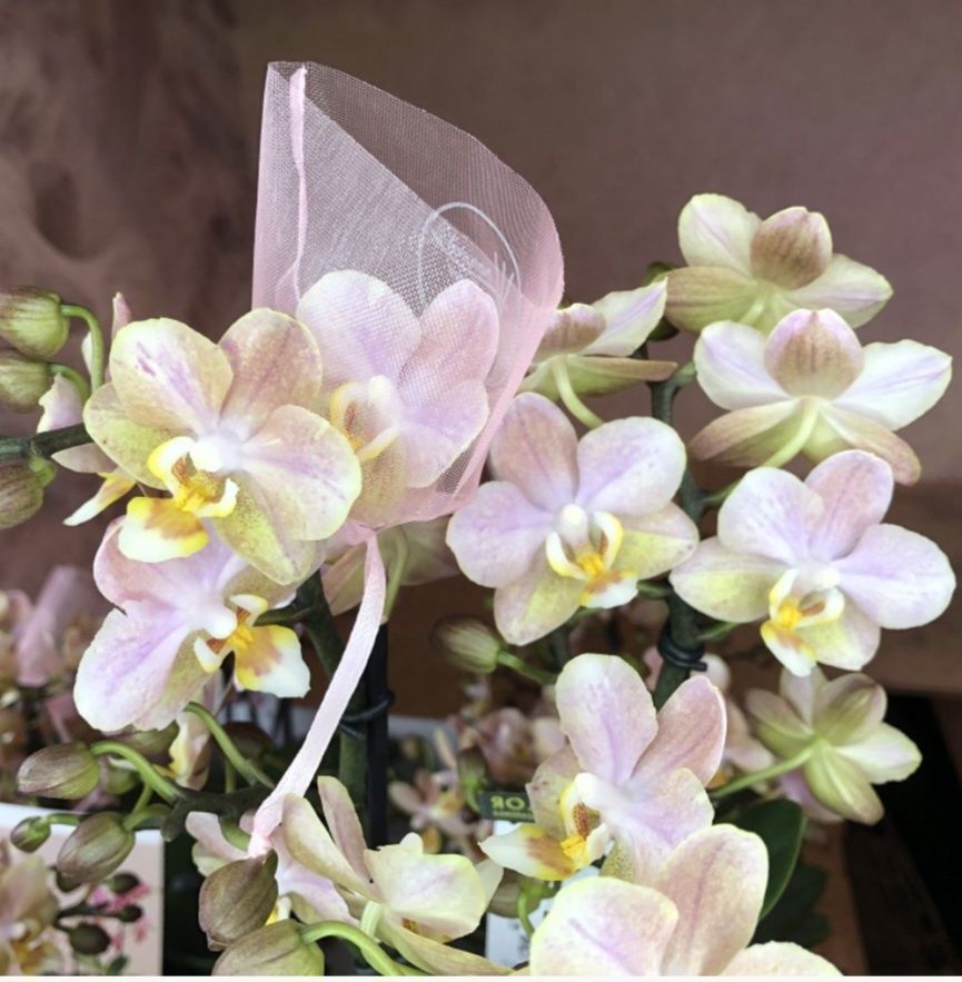 Орхидея Парфумерна фабрика ароматна Valkion 9102 з гарним листям в кра