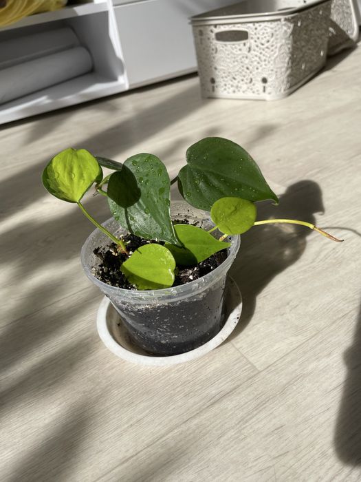 Філодендрон мікс. Heart Leaf philodendron