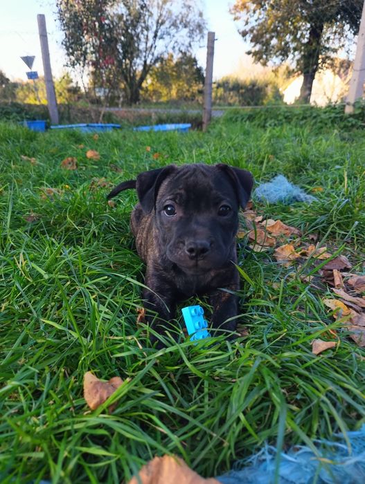 Staffordshire Bull Terrier staffik szczeniak szczenię pies ZKwP FCI