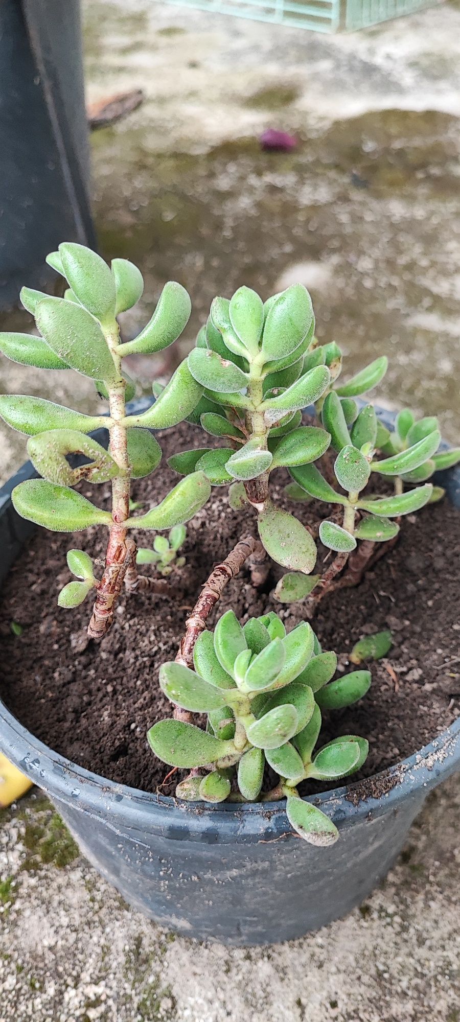 Planta suculenta
