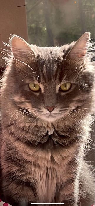 Котик шукає люблячу родину