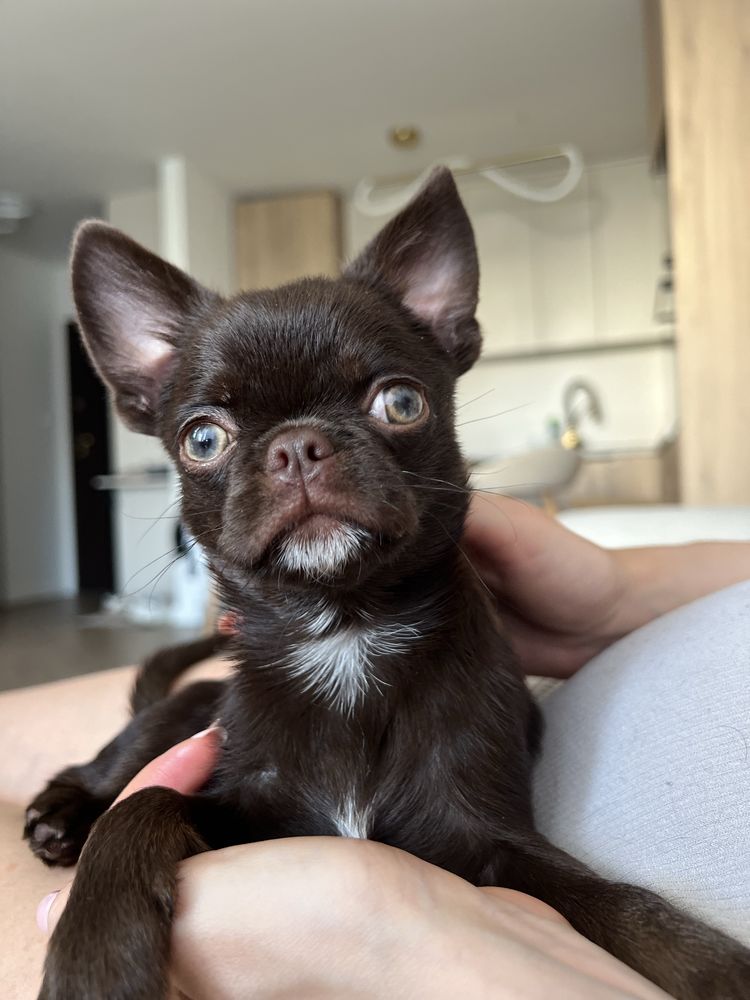 Piękny Chihuahua piesek kolor czekoladowy z Hodowli Bajeczne Urwisy